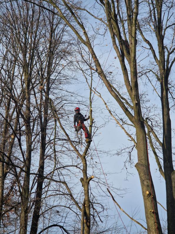 ořezy dubů poblíž vedení vysokého napetí Markvartovice